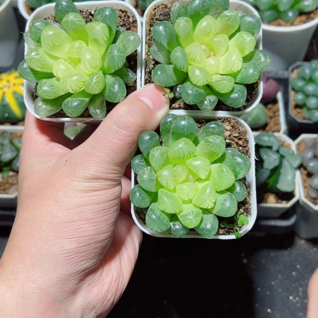 【闪购商品】琥珀玉露