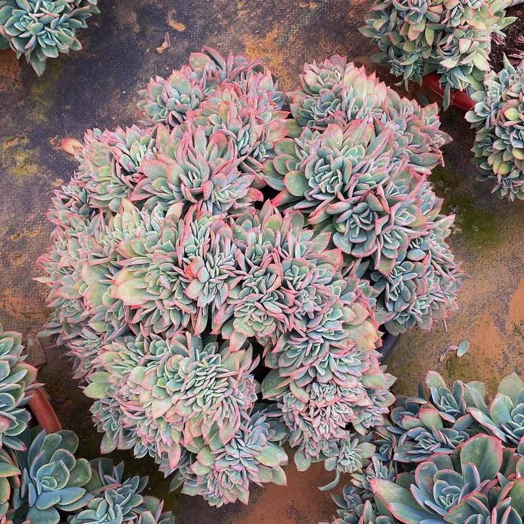 大绮罗68多肉群生大货