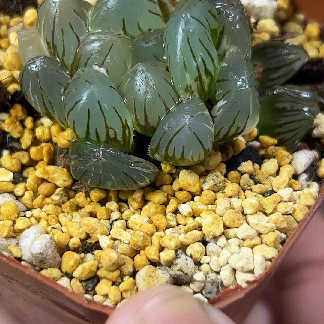 水中月锦十二卷多肉植物