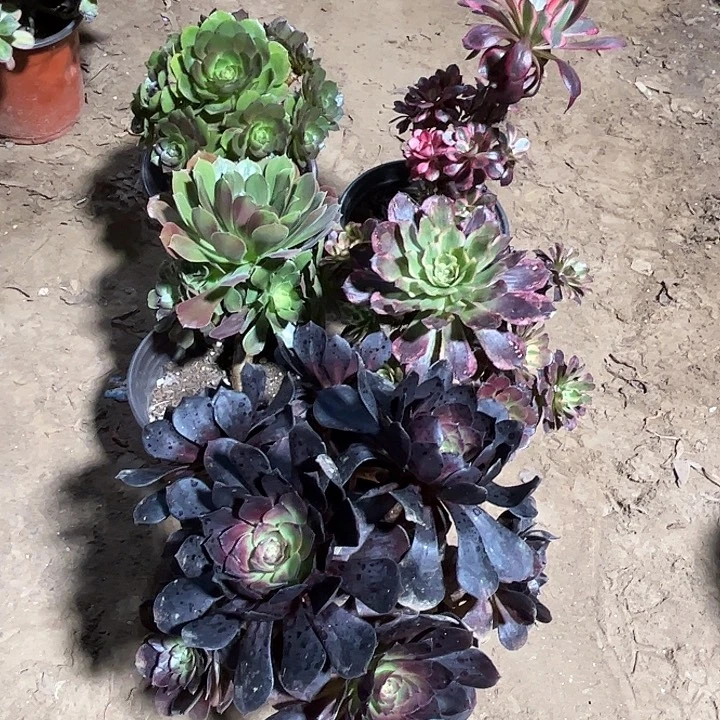 834多肉植物瑕疵特价，