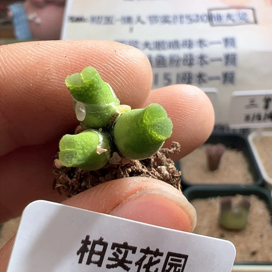 a****y727。奶瓶风铃。多肉