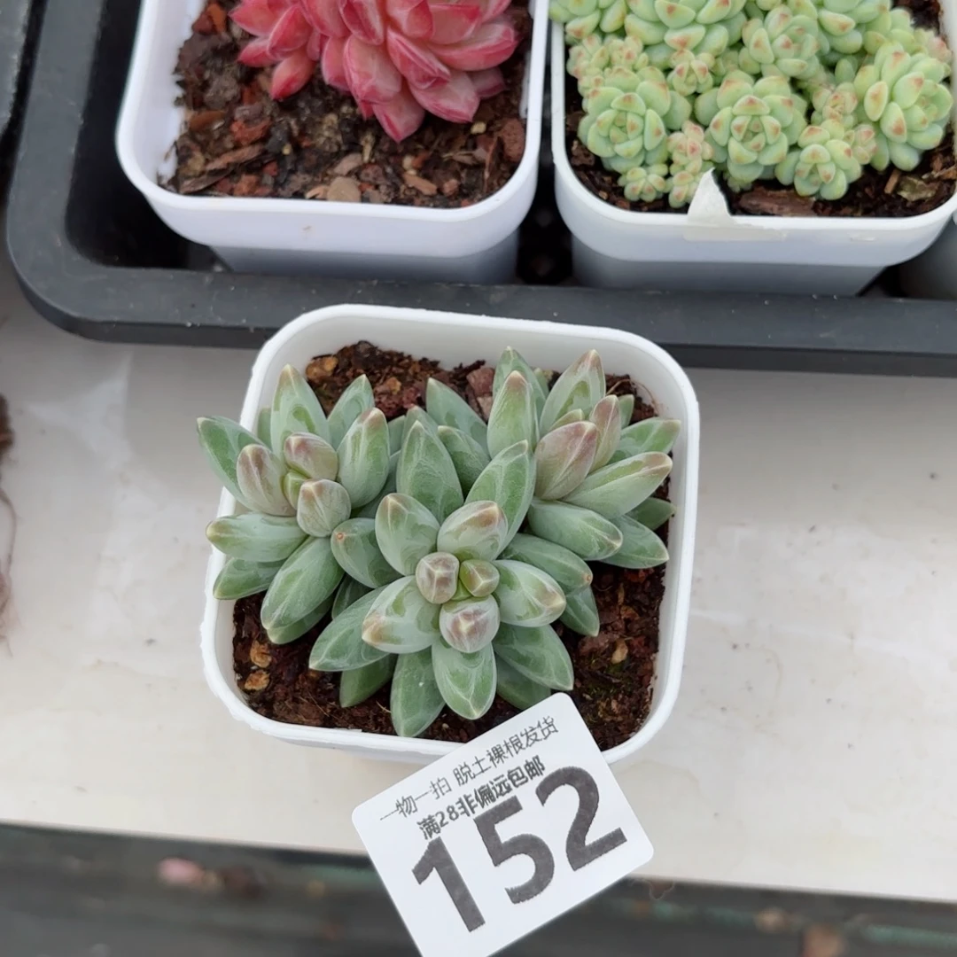 乌拉克拉无盆土发货