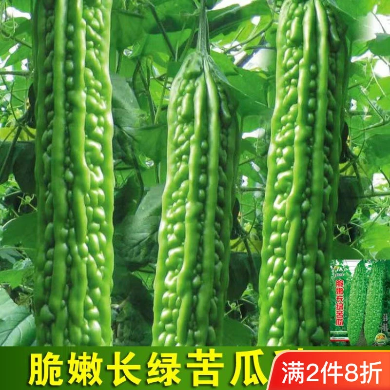 春季苦瓜种子长绿苦瓜油绿苦瓜种籽种易种蔬菜种子家庭阳台盆栽种