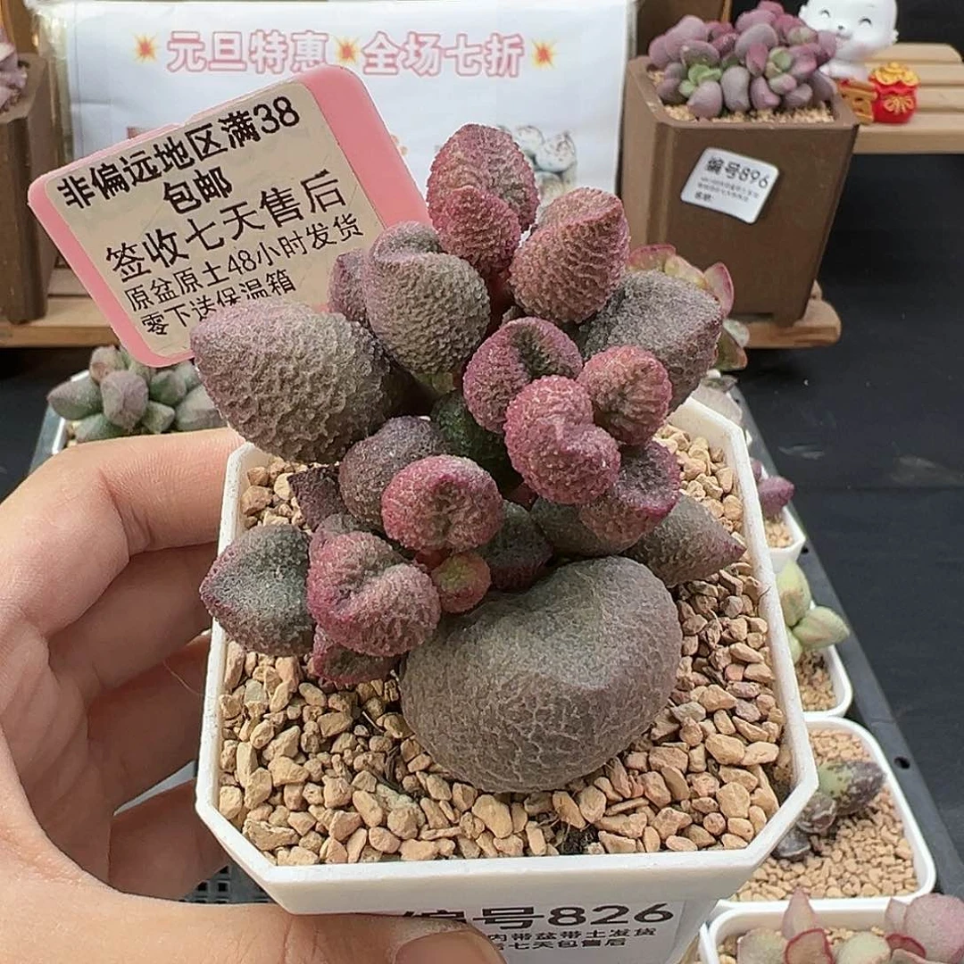 826水蜜桃多肉植物