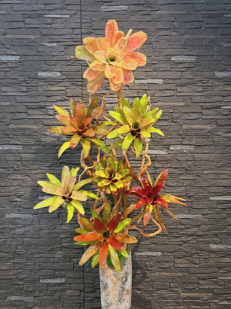 积水凤梨落地款高端设计客厅电视柜旁家装设计好养景观花真花盆栽