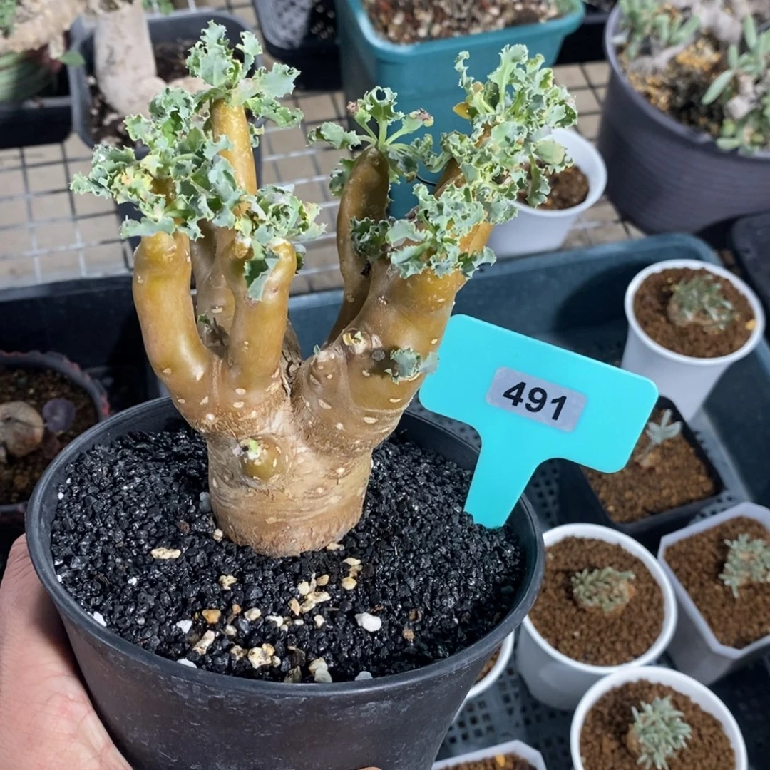 格加杂雪鹿厚炖菊多肉