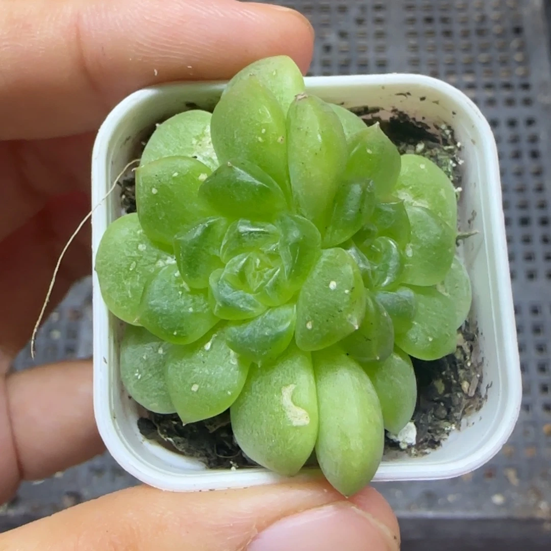 竹马右桌上中盆一个满25包邮