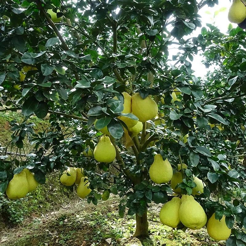 3年杯沙田柚嫁接苗 带盆高度60-80cm营养袋