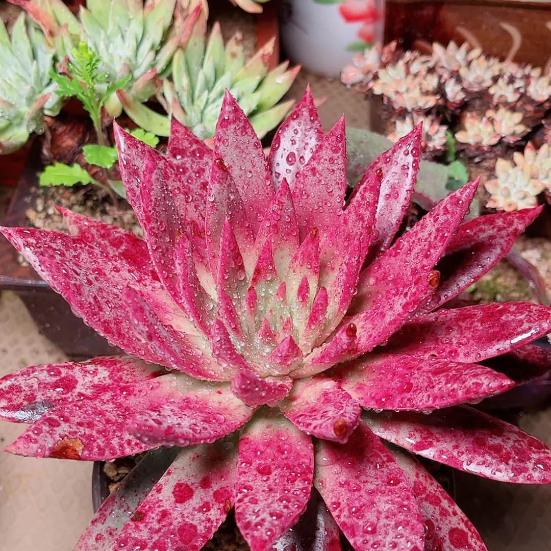 1703新零售仙女杯多肉