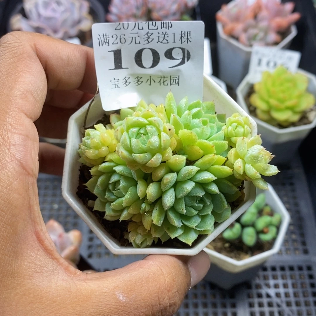 羊脂球群一物一拍满20包邮满26送一颗多肉