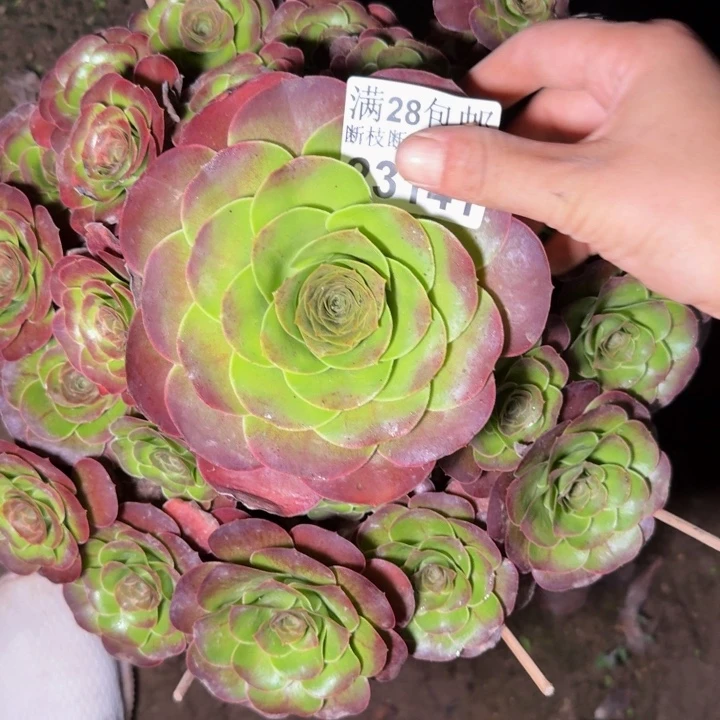 *****23141魅金玫瑰多肉
