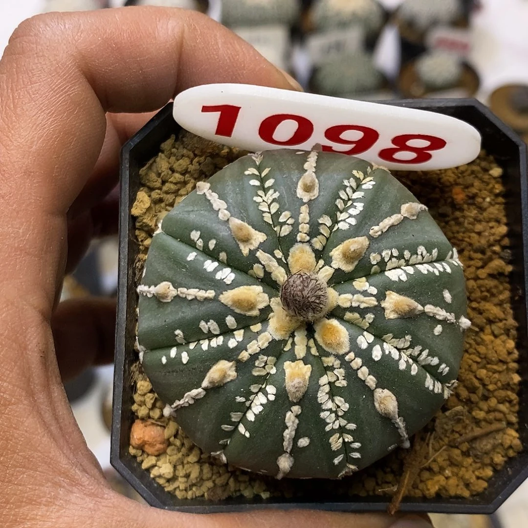 1098福利特价来了哦吼吼