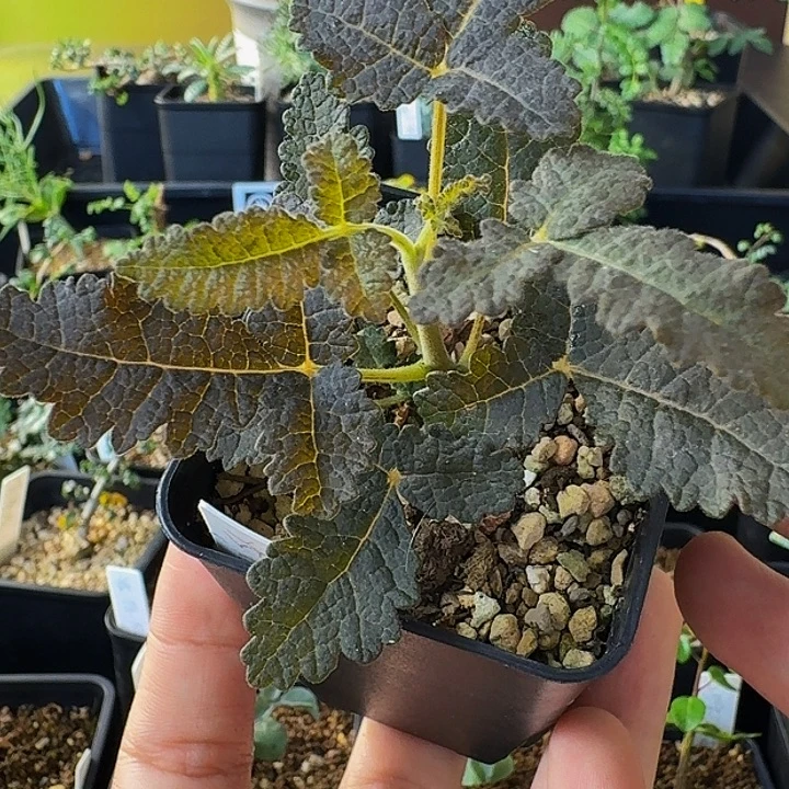 超甜水果味 实生布拉塔顺丰空运包邮