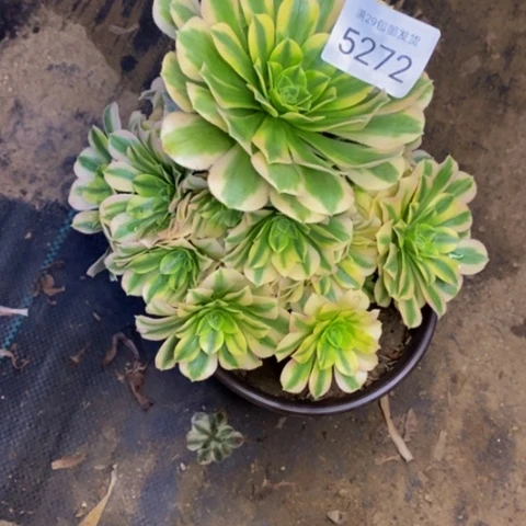 金丝翡翠多肉植物5272