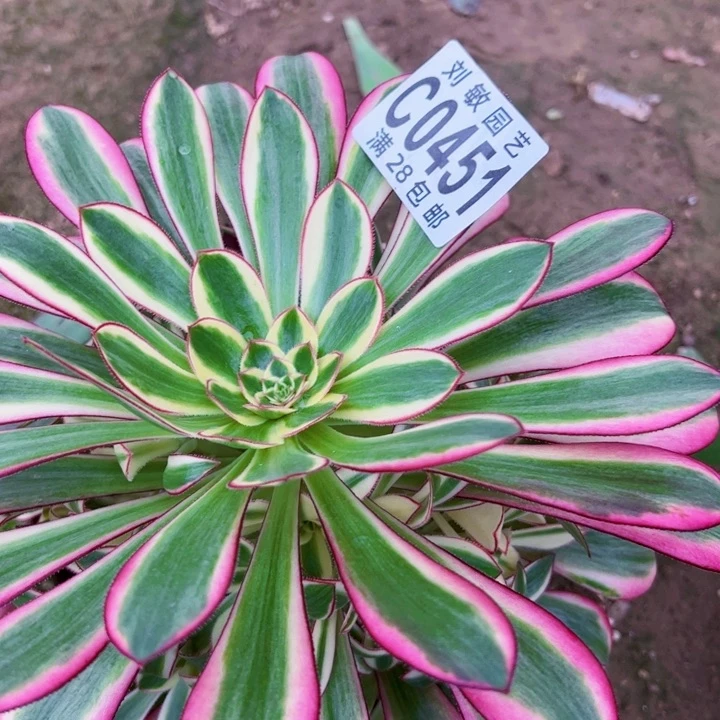 0451冰淇淋法师多肉植物