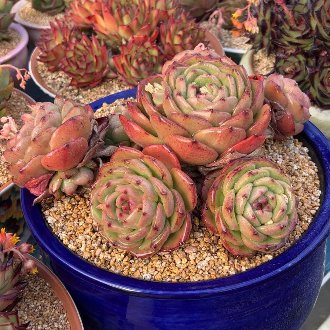 从前慢多肉精选编号0513.珍珠