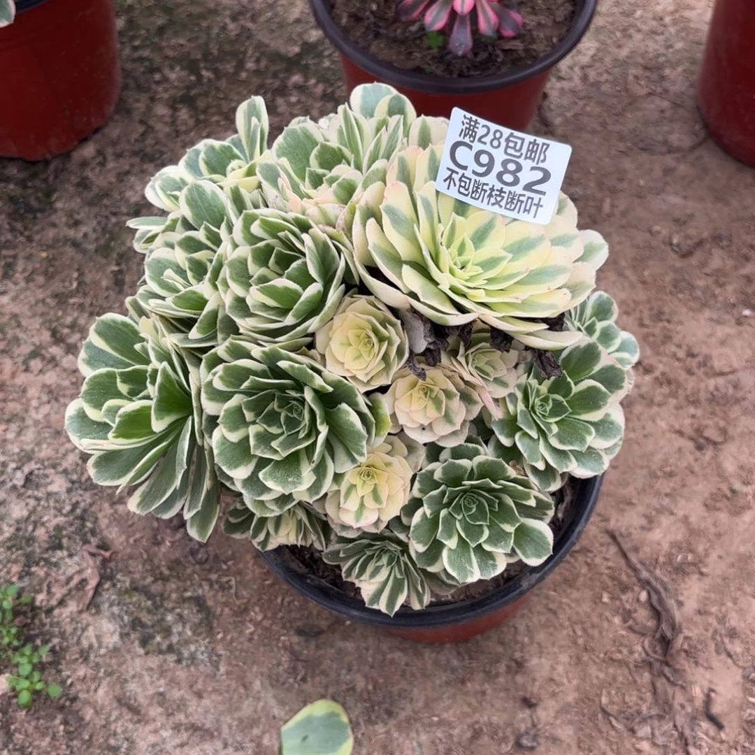 M. 982迈巴赫多肉122233