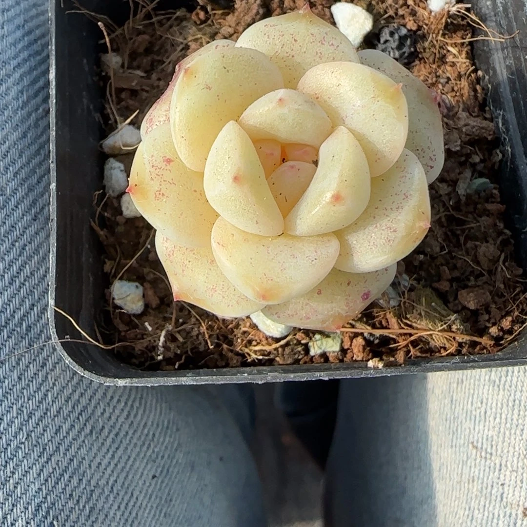 小卡拉米糖心一物一拍