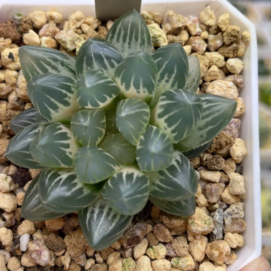 小蔡的菜园27霓虹灯白糊斑