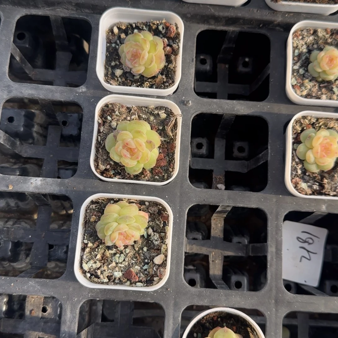 清浅双头盆一个满25包邮