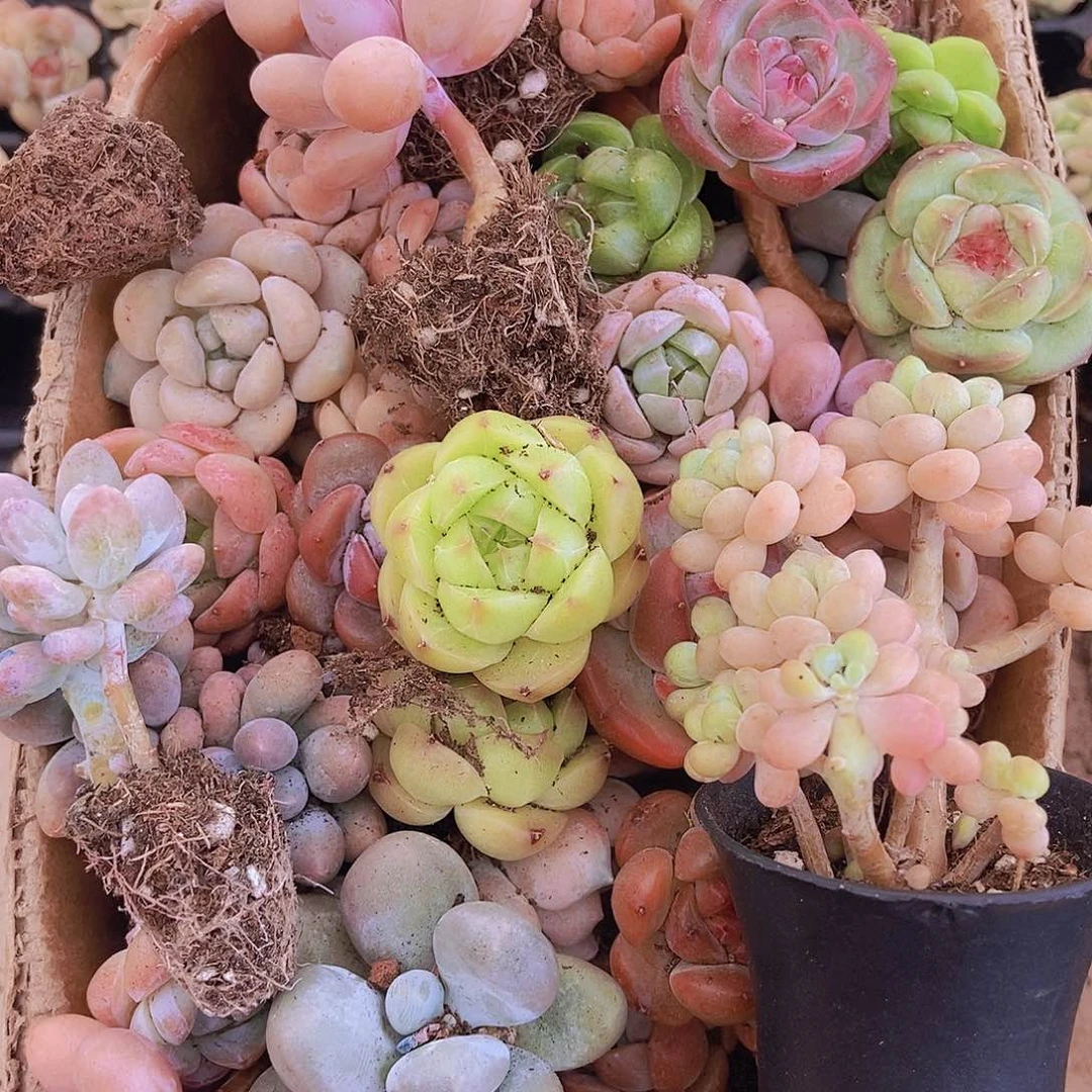 0000000000001量拍保底20颗