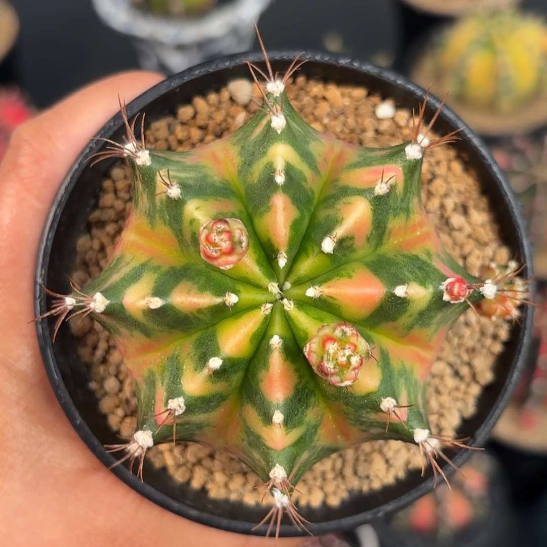 泰系米哈仙人球155