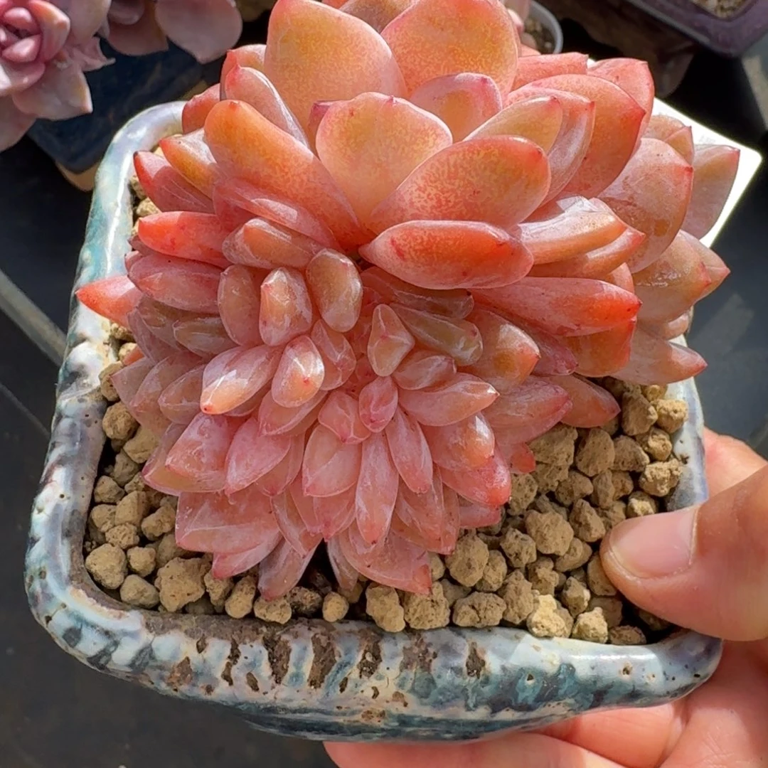 橙子缀化      愿你一路坦途，乘风破浪展宏图