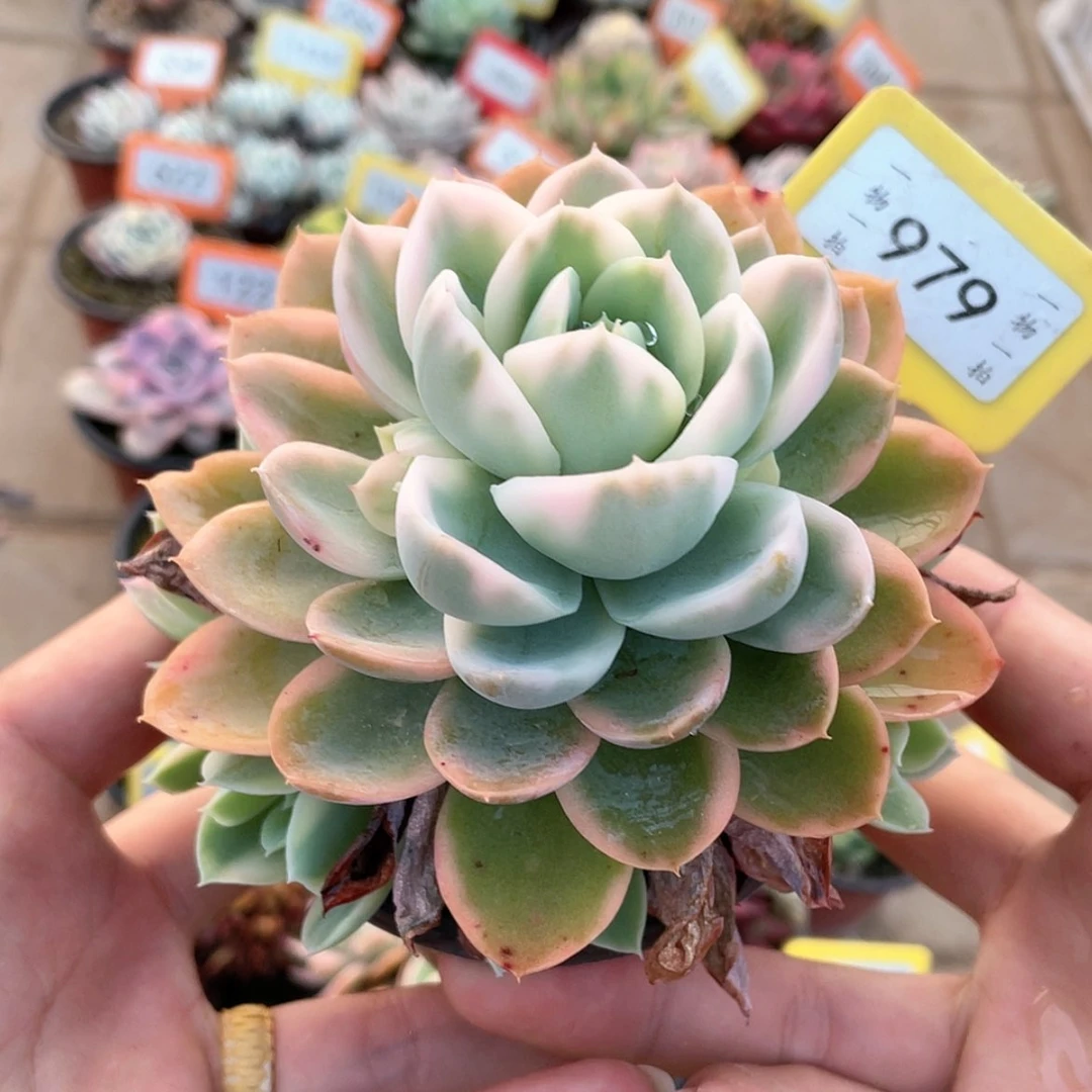 【闪购商品】孑****心979号