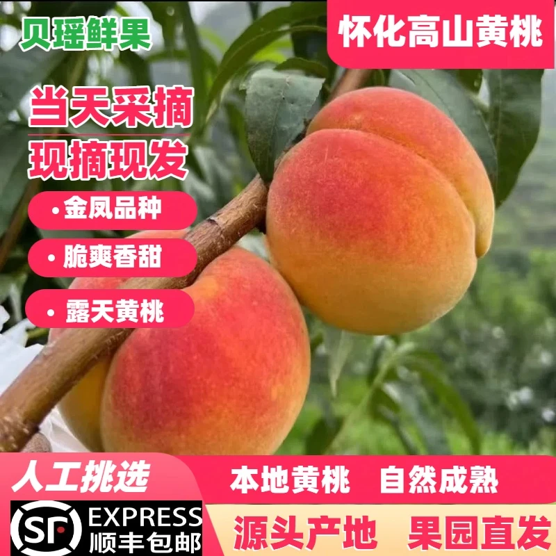 怀化高山早黄桃（中大果）现摘新鲜应季水果脆甜多汁黄毛大桃发顺丰