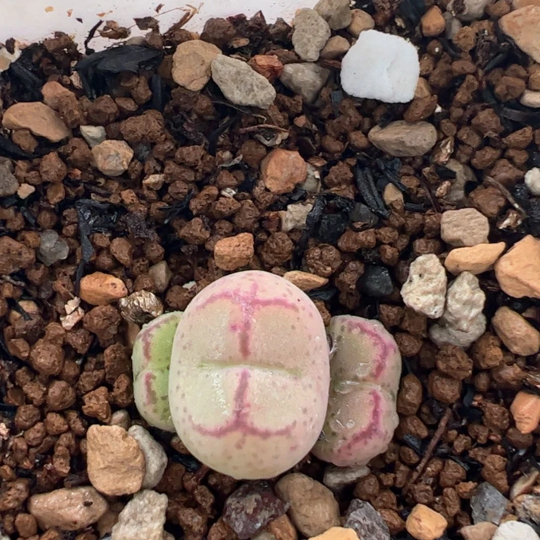 紫猴多肉植物百科