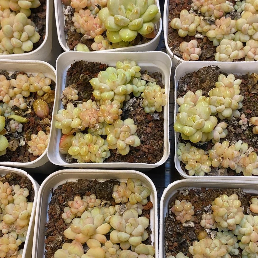 团。小mini阳光玫瑰。福利多多