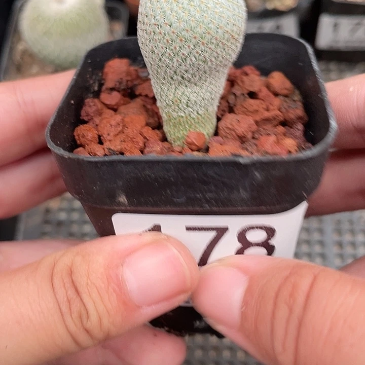 178月世界仙人球植物