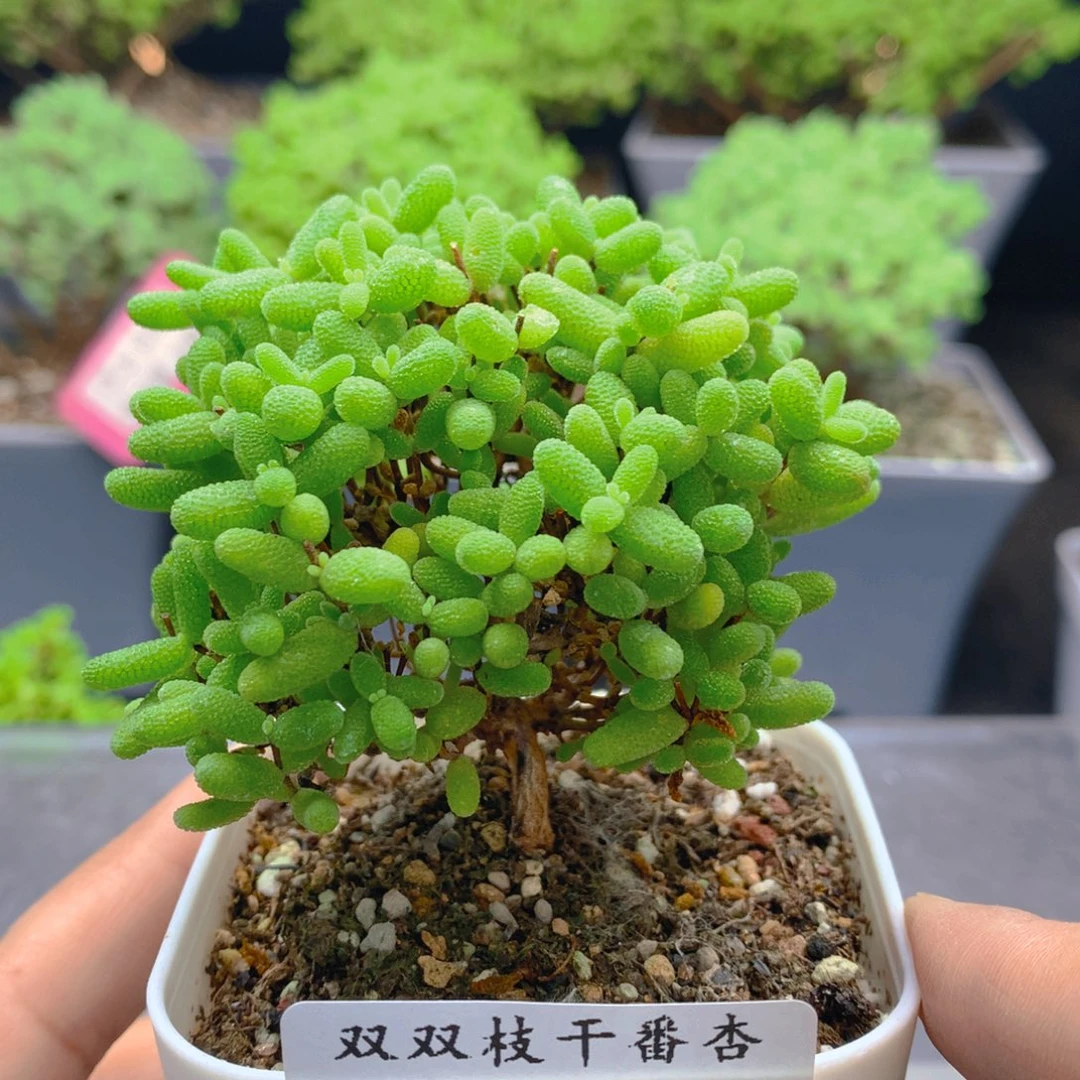 445蜜橘。