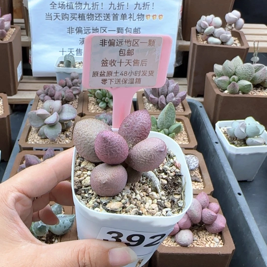 392服部多肉植物