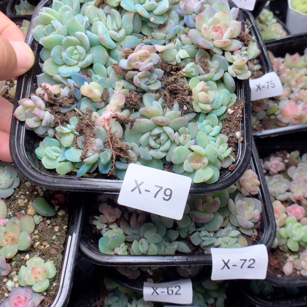 无花朵X79英语英语