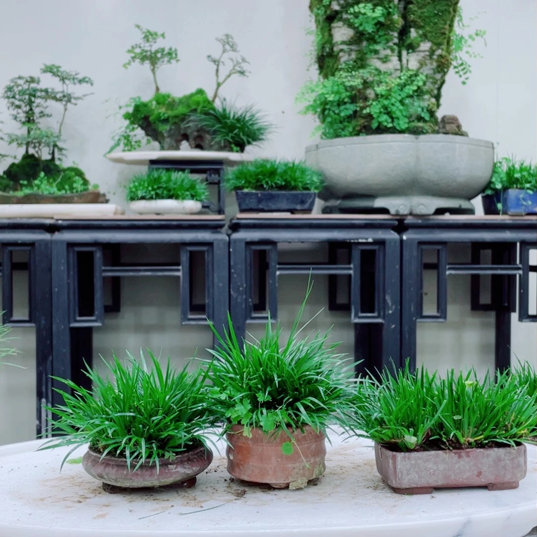 无铅玻璃梁**香铁线蕨的一个分支叫做白带