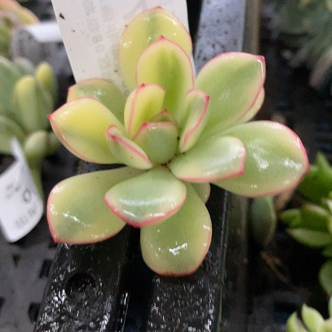 347雨燕座白覆轮锦炸多肉植物