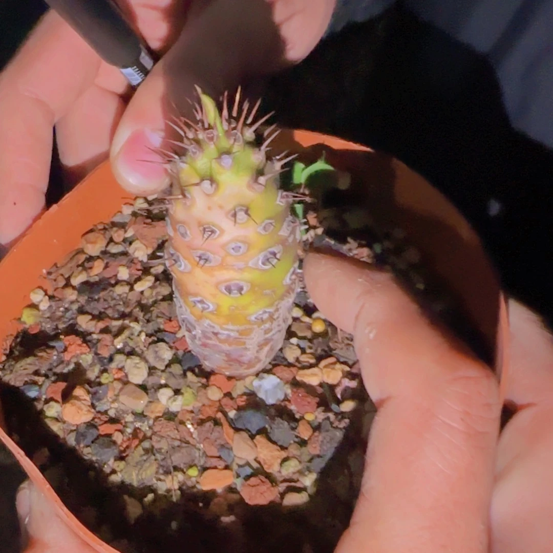 K***n块根植物块根植物