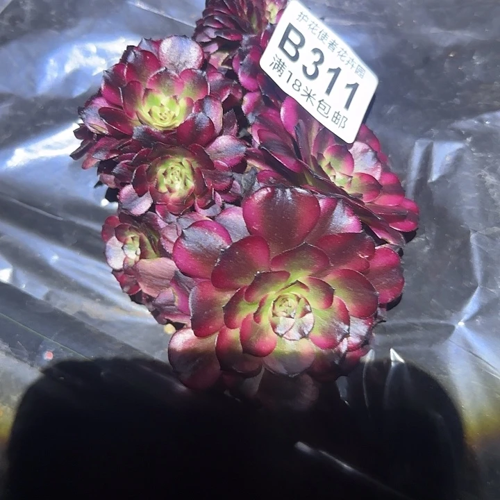 多肉法师淘宝福利