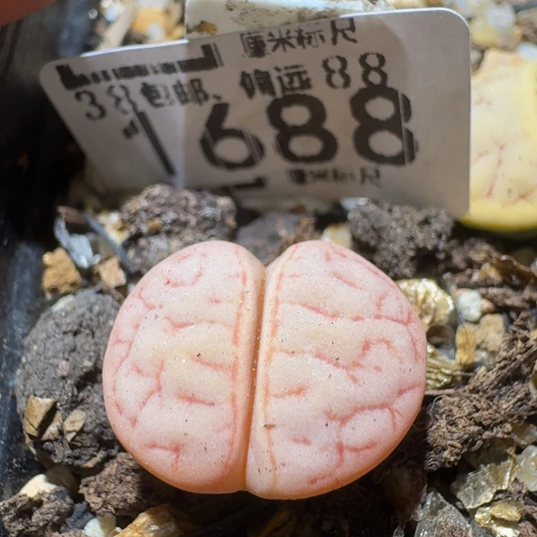 Ssss精品生石花1688锦