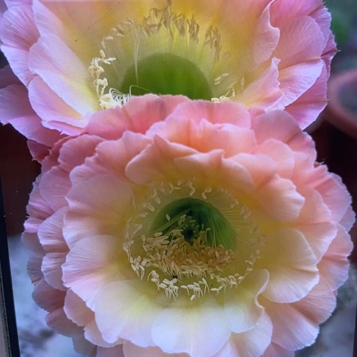 香香落日侧芽2公分左右一点干皮