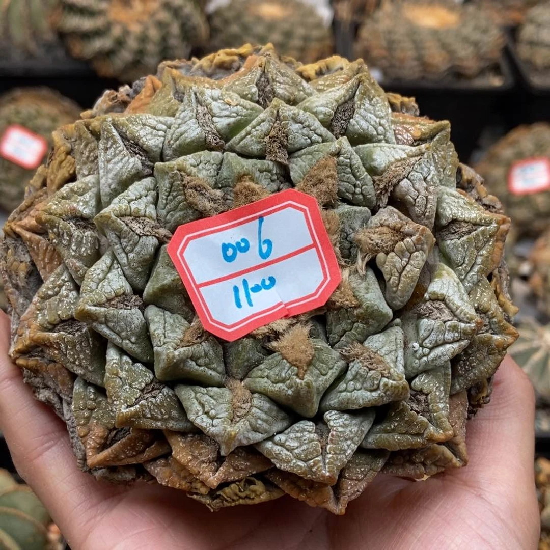 龟甲牡丹111111111