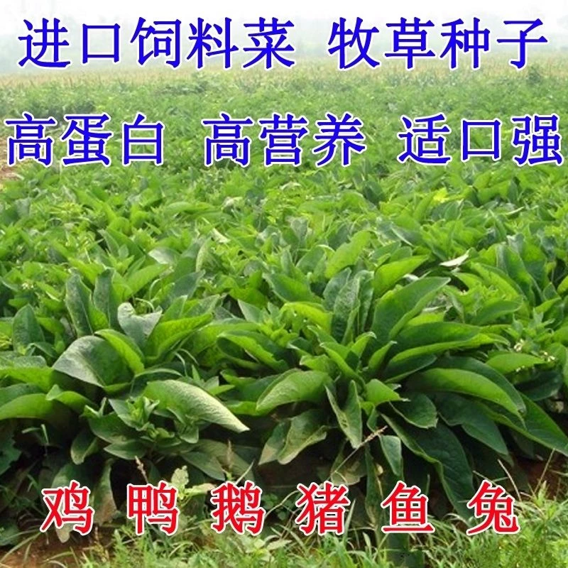 俄罗斯饲料菜种籽聚合根草籽四季多年生喂猪牛羊鸡鸭鹅兔牧草种子