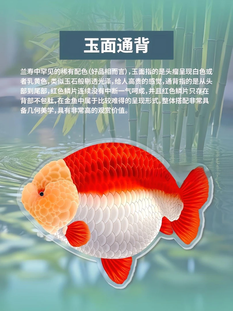 直播间定价链接福利兰寿金鱼福州金鱼下单拍2号未拍发到付