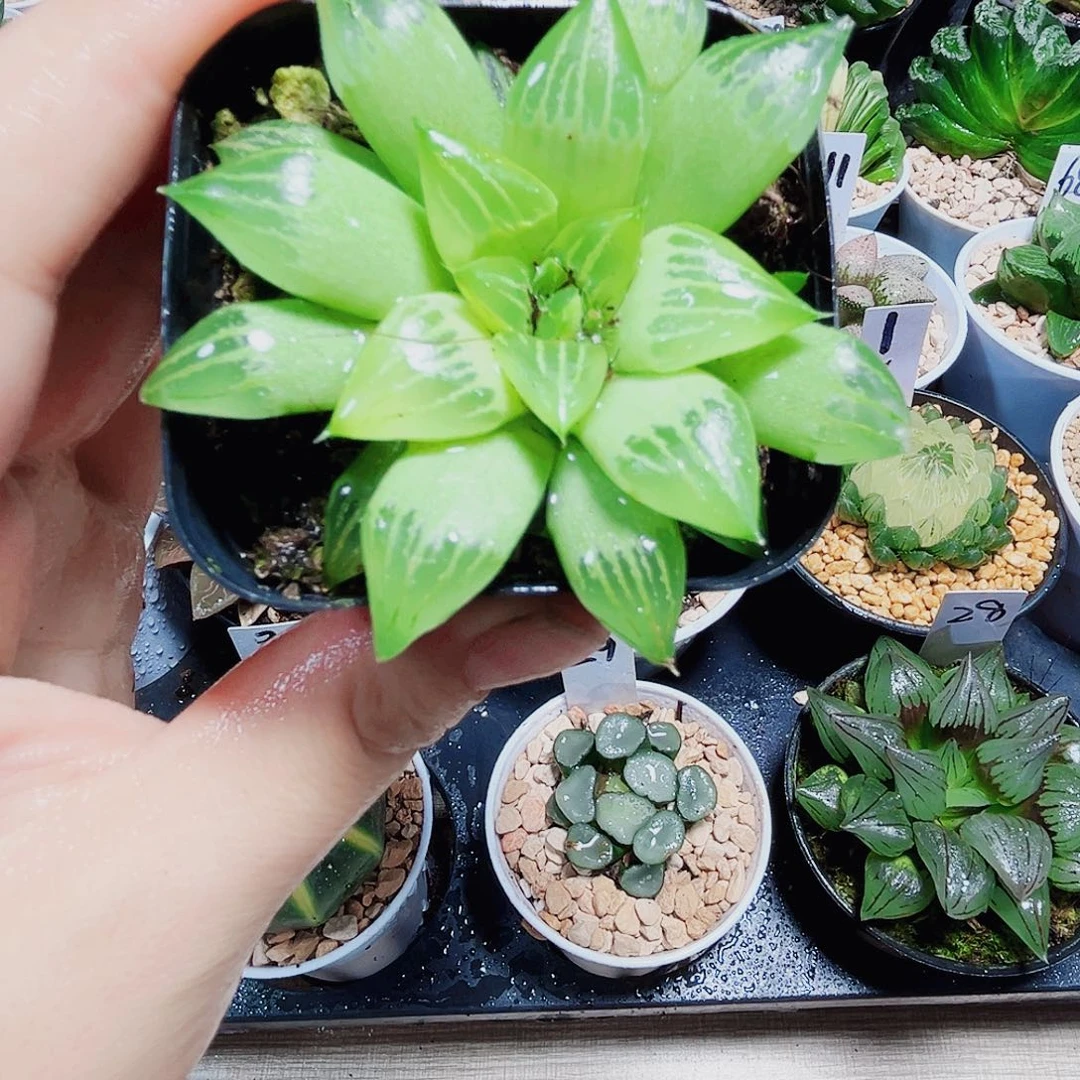 水晶寿多肉植物66666