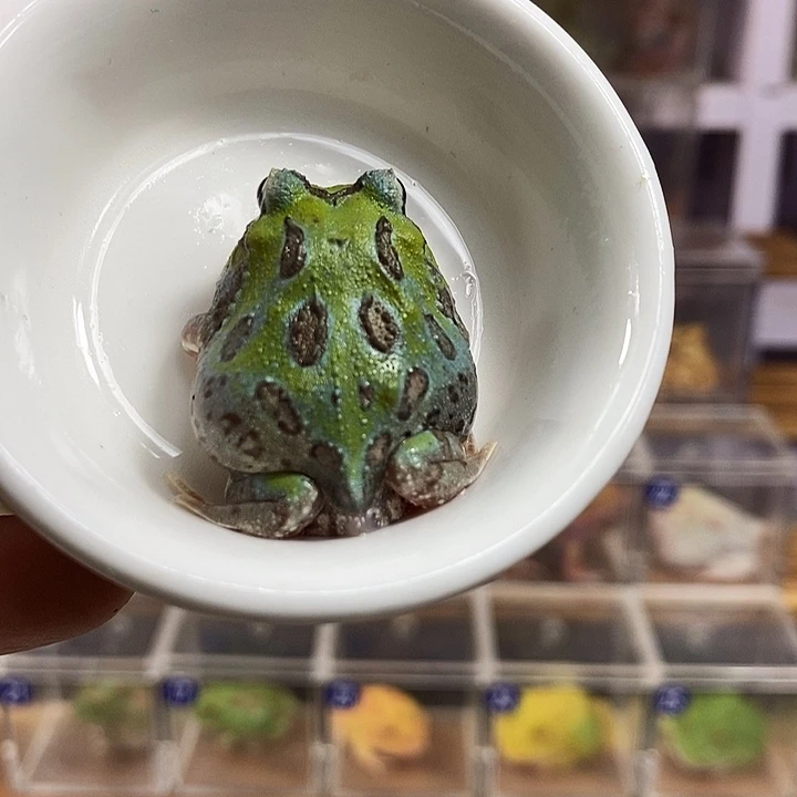 角蛙293号蓝色变异角蛙