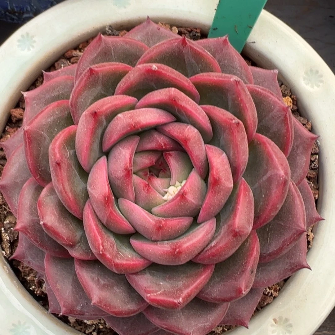 从前慢多肉精选编号0217.45