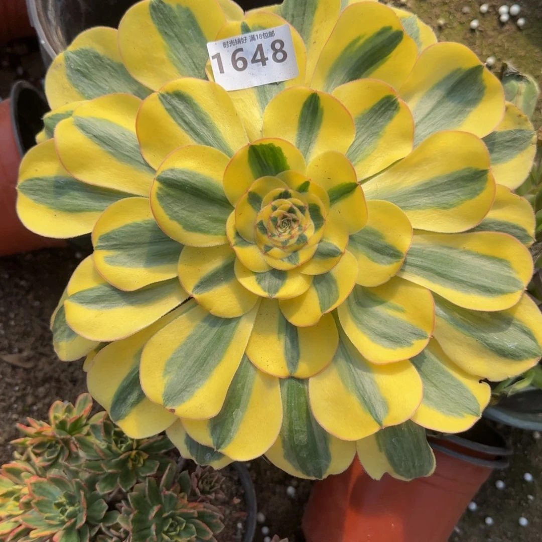 1648君美丽锦。多肉植物