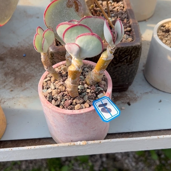 沙***漫一物一拍白眉多肉10