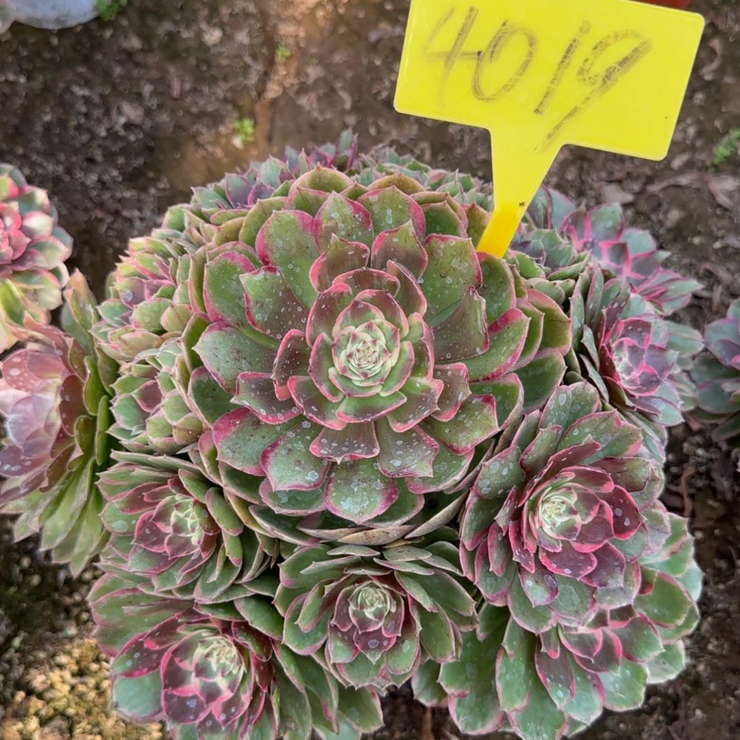 4016---粉花妖多头多肉